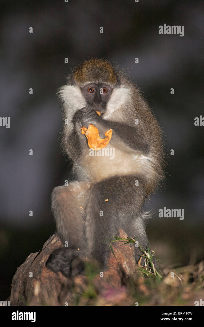 Porträt eines Grivet Affen ernähren sich von einer Albida Samenkapsel Stockfoto