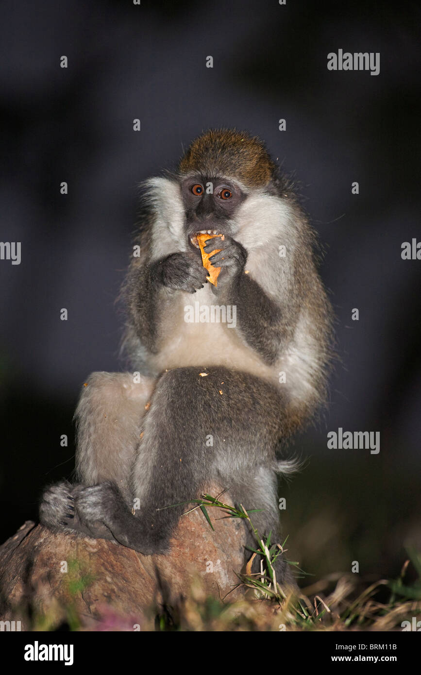 Porträt eines Grivet Affen ernähren sich von einer Albida Samenkapsel Stockfoto