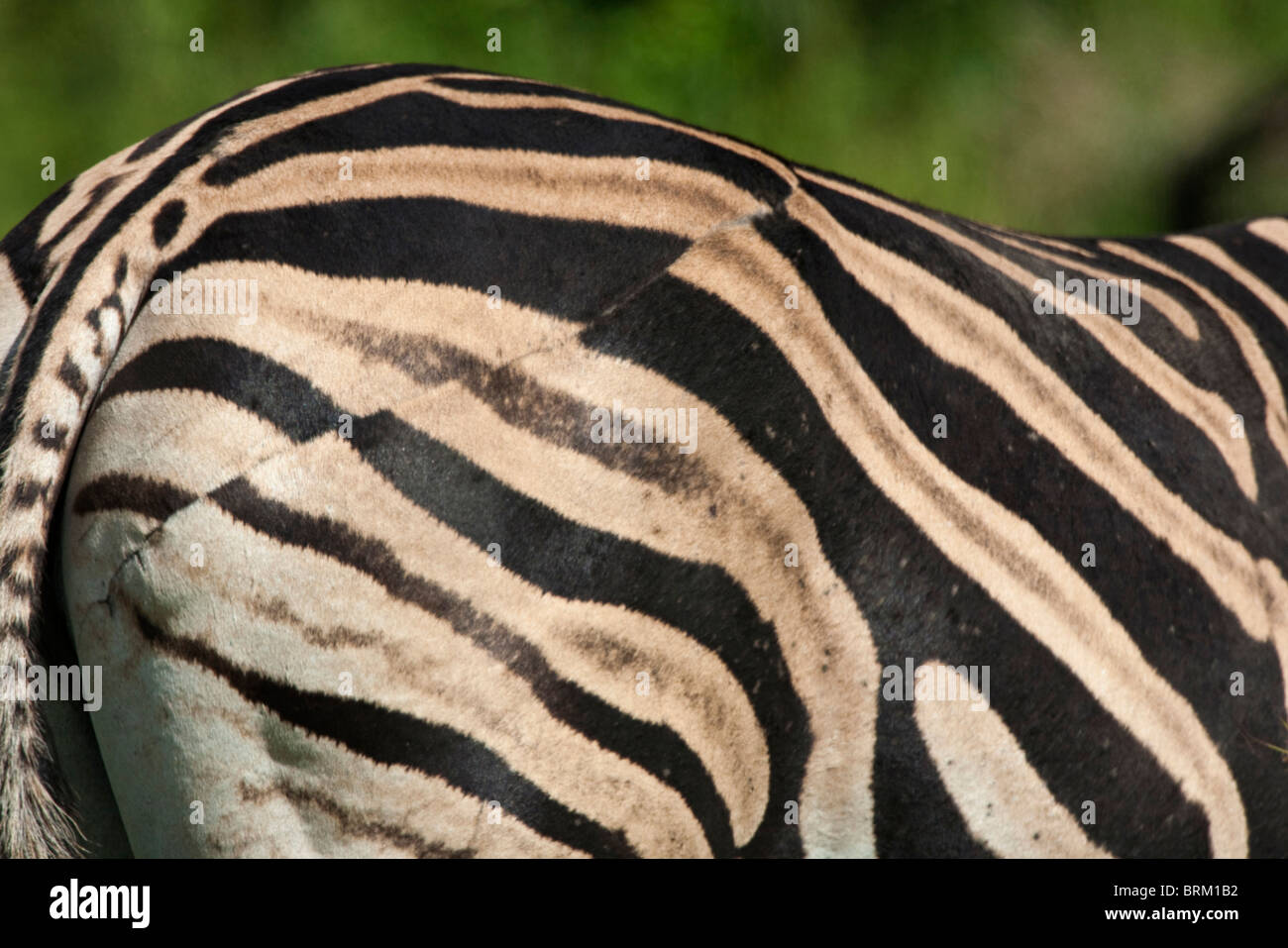 Seitlich hautnah von einer Burchell Zebra Bürzel zeigen, wo eine alte Wunde geheilt mit den Streifen nun unpassende Stockfoto