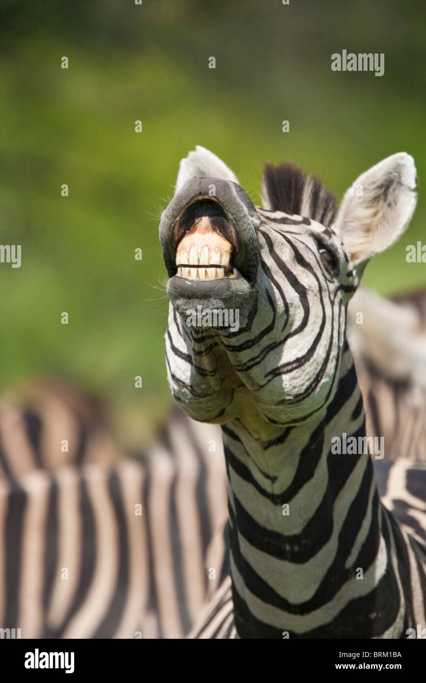 Engen frontalen Bildniss ein Burchell-Zebra aufrufen Stockfoto