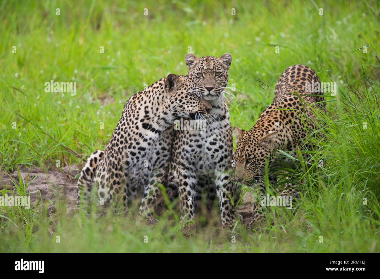 Eine weibliche Leoparden aufrecht sitzend mit ihren zwei fast ausgewachsenen männlichen jungen auf beiden Seiten von ihr Stockfoto