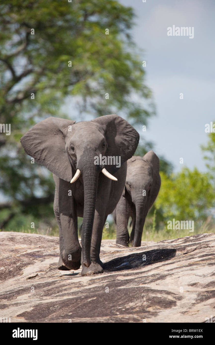 Frontale Ansicht von zwei Elefanten, die auf einem Felsen Stockfoto