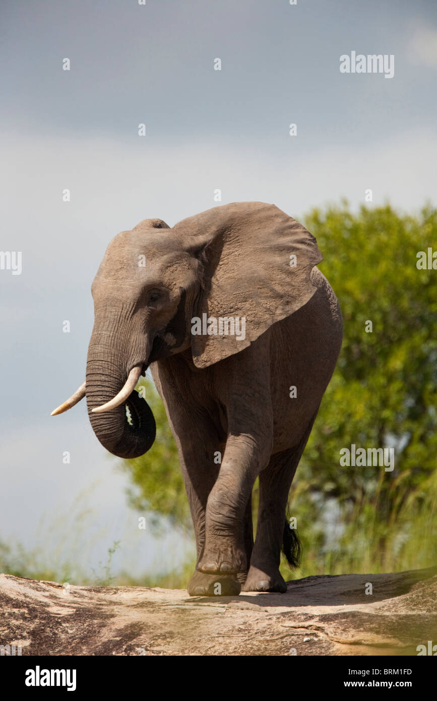 Frontalansicht des ein Elefant steht auf einem Felsen mit seinem Fuß weg vom Boden angehoben Stockfoto