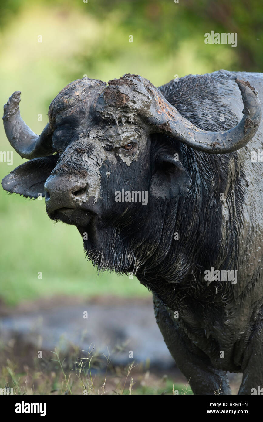 Porträt von einem schlammigen Buffalo Stier Stockfoto