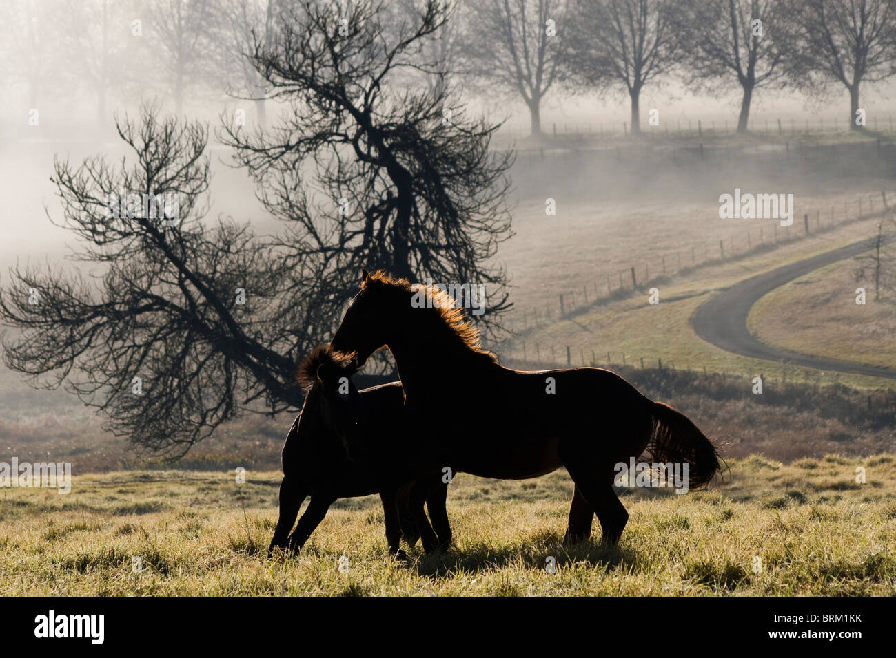 Zwei Pferde im Nebel auf offenem Feld spielen Stockfoto