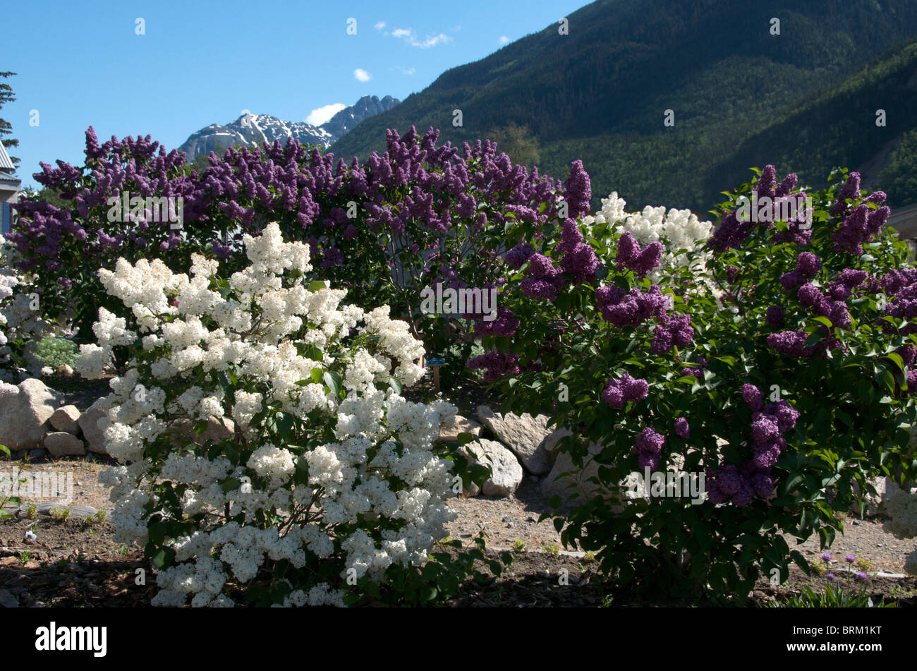 Blühen Sie Bäume Jewell Gärten Skagway Inside Passage Alaska USA Stockfoto