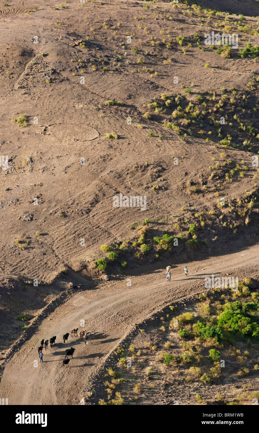 Fußgänger-Rinder und Esel zu Fuß auf einer ländlichen Straße nach Lalibela Stockfoto