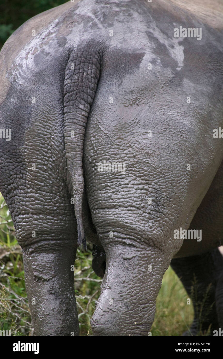 Ein Nashorn schlammigen Heck Stockfoto