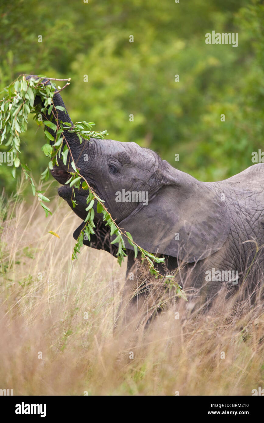 Junger Elefant zieht bei einer schlanken Filiale mit seinem Rüssel Stockfoto