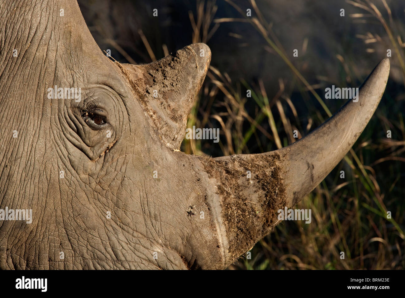Nahaufnahme eines Rhino Horn und Auge Stockfoto