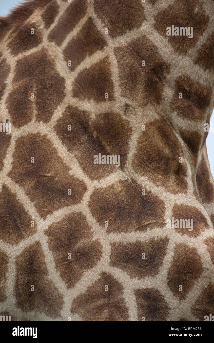 Eine detaillierte Nahaufnahme von einer Giraffe Haut Stockfoto