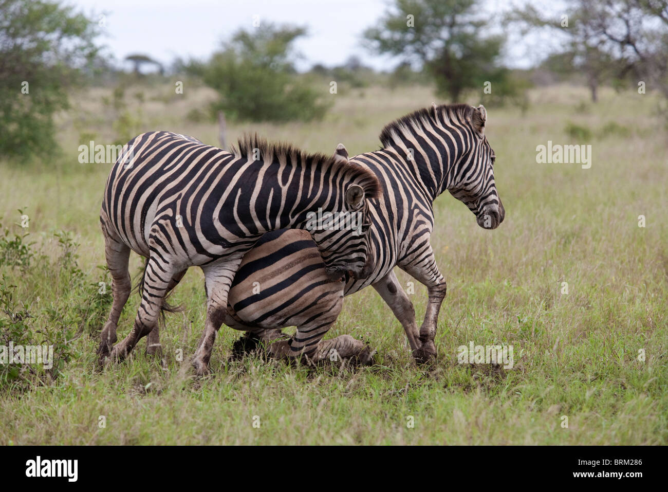 Zwei männliche Zebras sparring und einander beißen Stockfoto