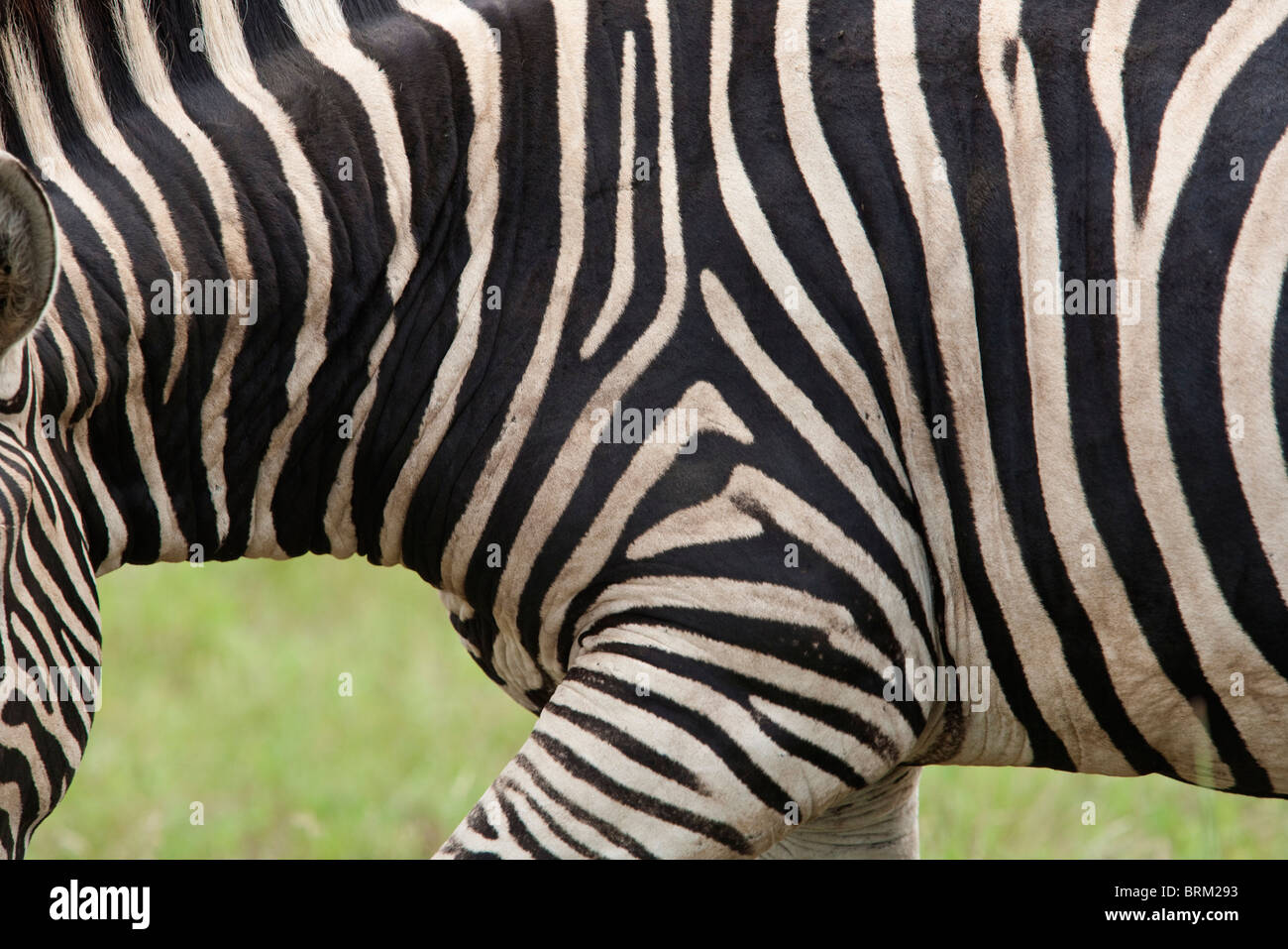Nahaufnahme von einem Zebra Hals und vorderen Bein Stockfoto