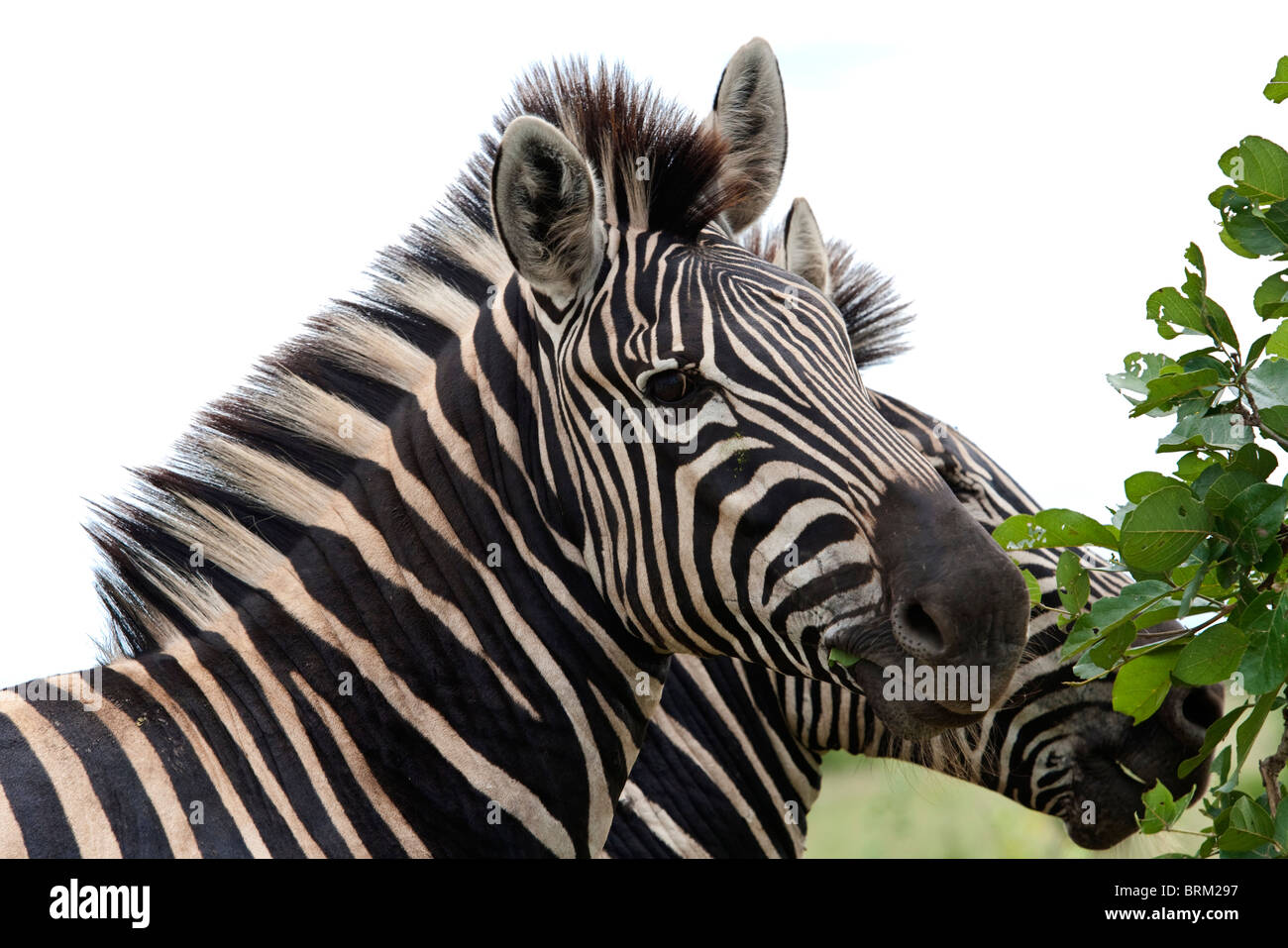 Ein Portrait eines Zebras wandte sich in Richtung der Kamera mit dem Profil eines anderen dahinter Stockfoto