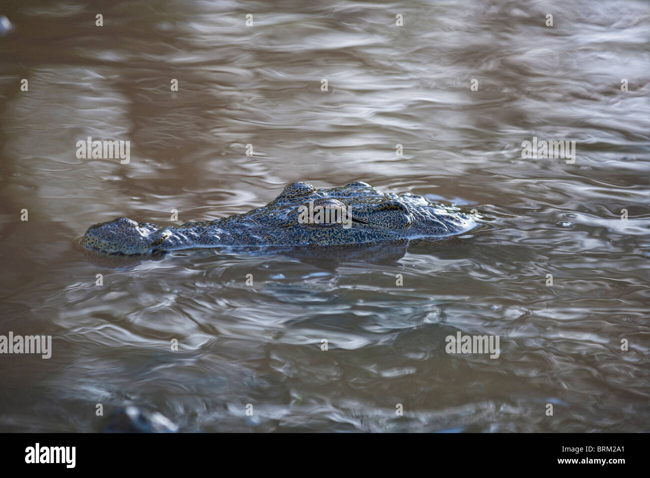 Krokodil im Wasser mit dem Kopf und Schnauze über Wasser Stockfoto