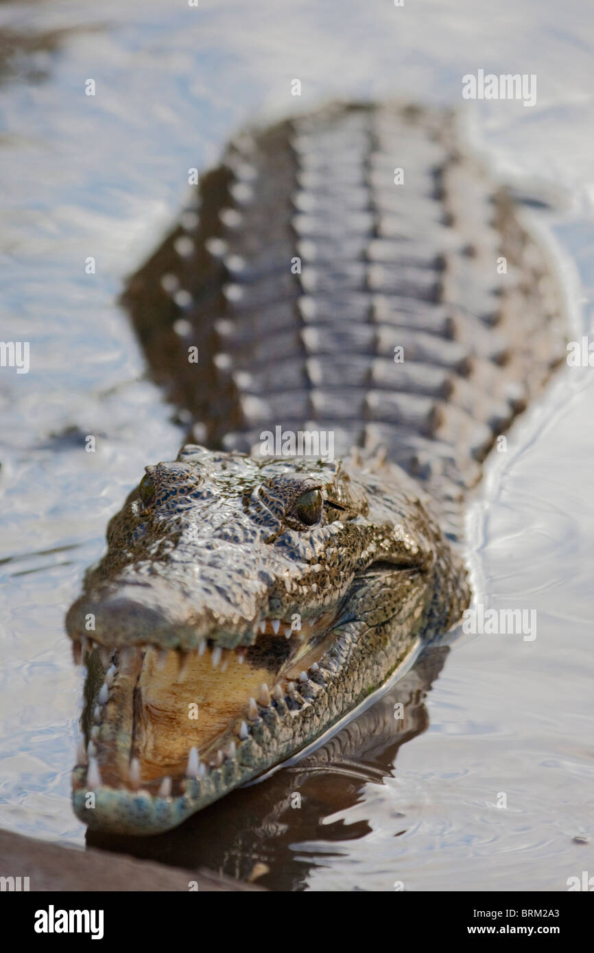 Krokodil aus dem Wasser mit seinen Mund öffnen Stockfoto