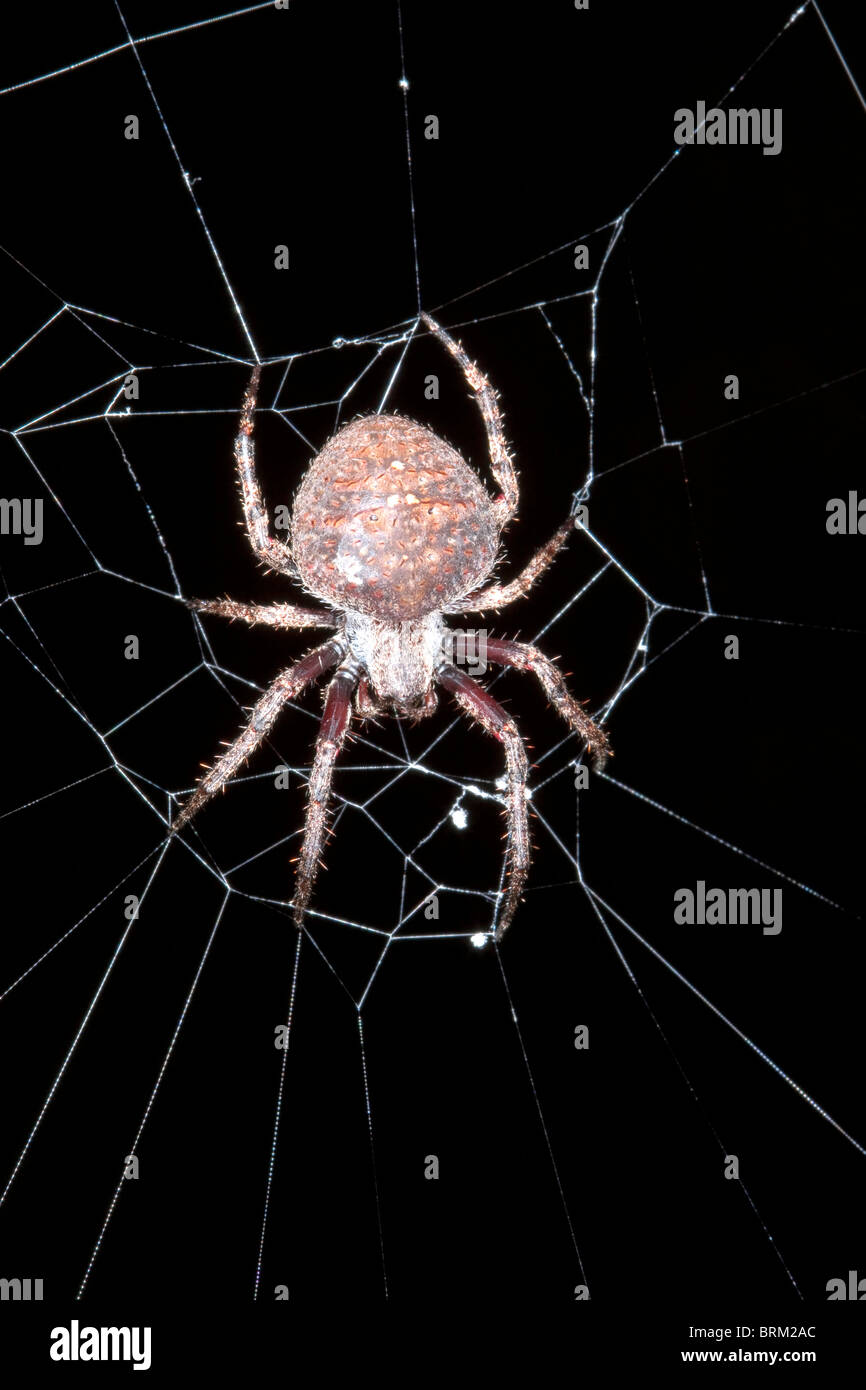 Eine Spinne auf ihr Netz in der Nacht Stockfoto