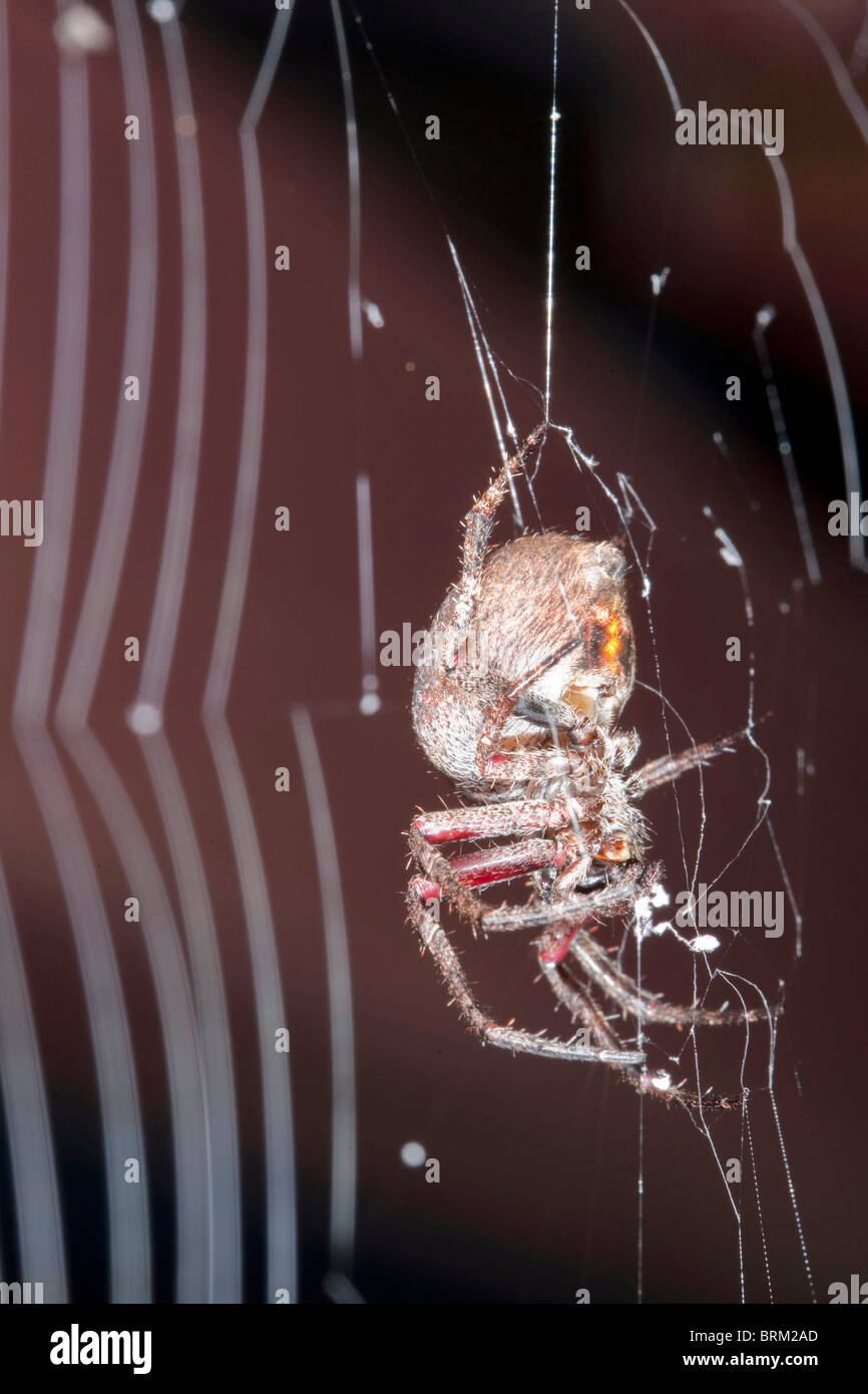 Eine Seitenansicht einer Spinne spinnt ihr Netz Stockfoto