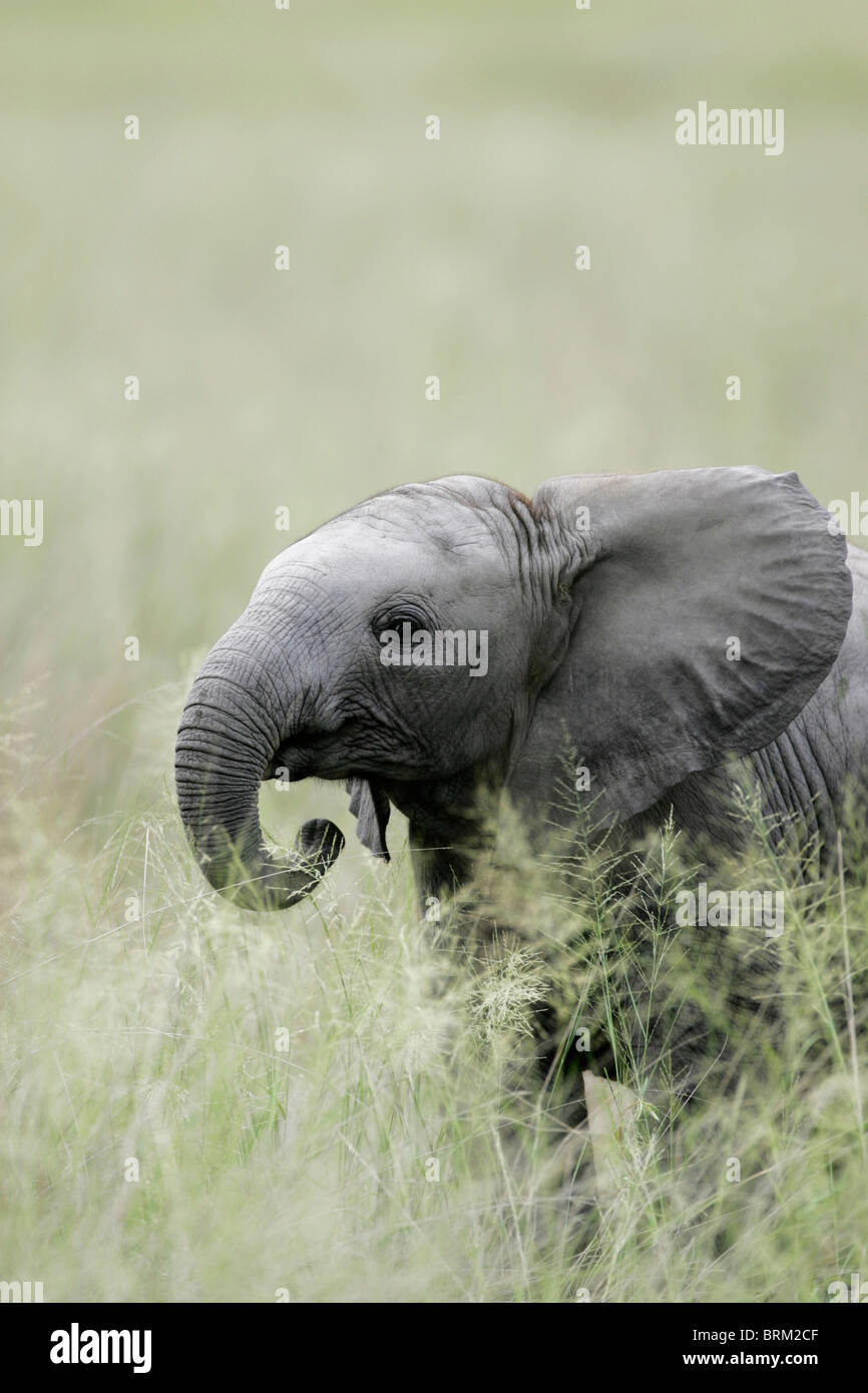 Ein Elefantenbaby mit seinem Stamm zugewandt sein Maul Stockfoto