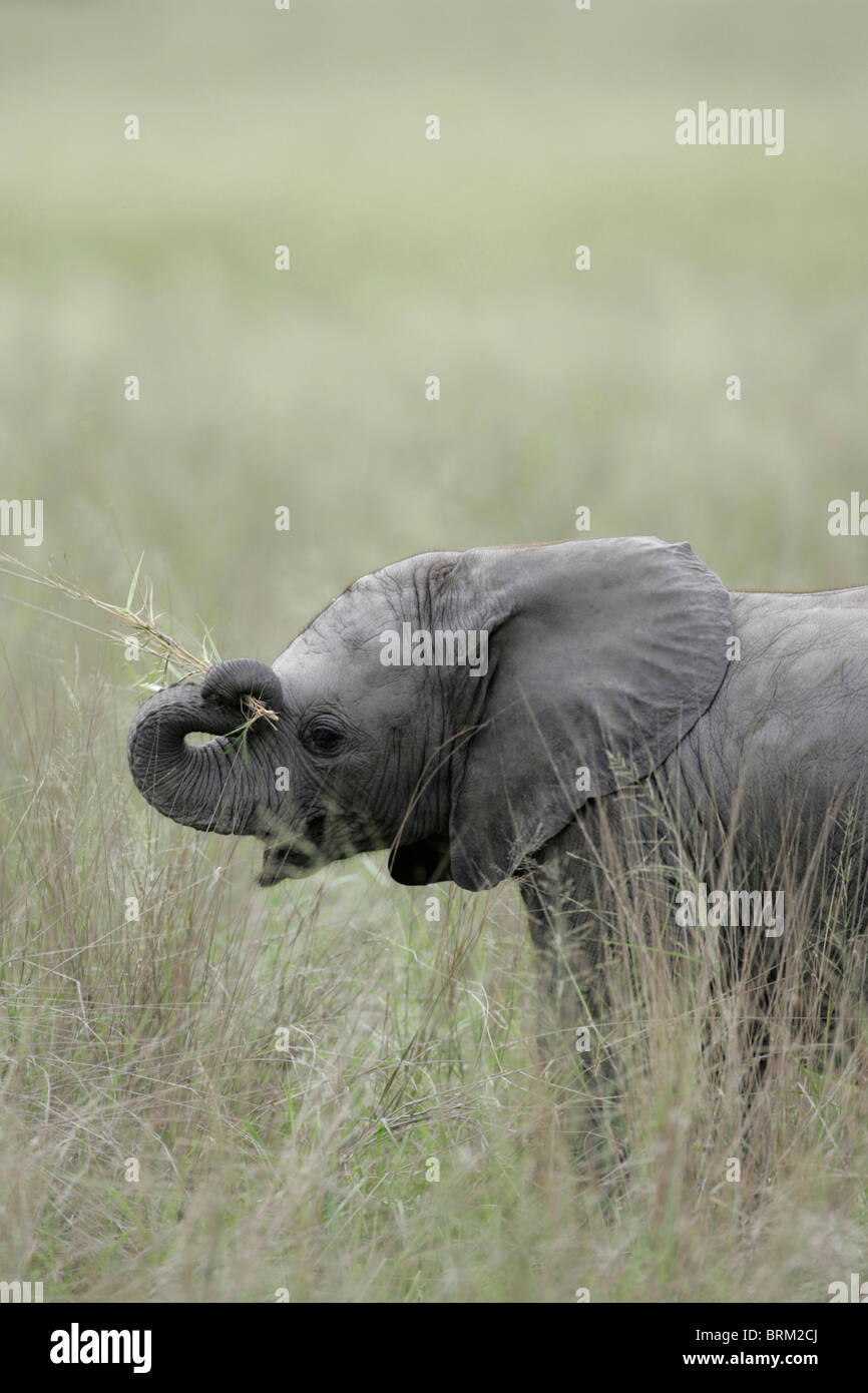 Eine Seitenansicht eines Baby-Elefanten zerren an einigen Grass mit seinem Rüssel Stockfoto