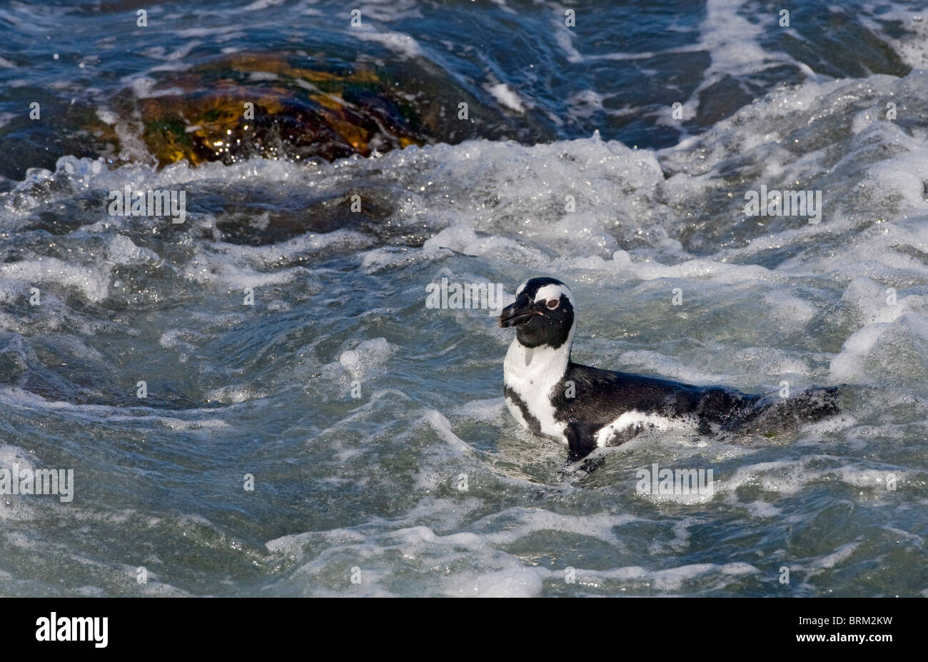 Afrikanische Pinguin schwimmen in der Brandung auf einem felsigen Ufer Stockfoto
