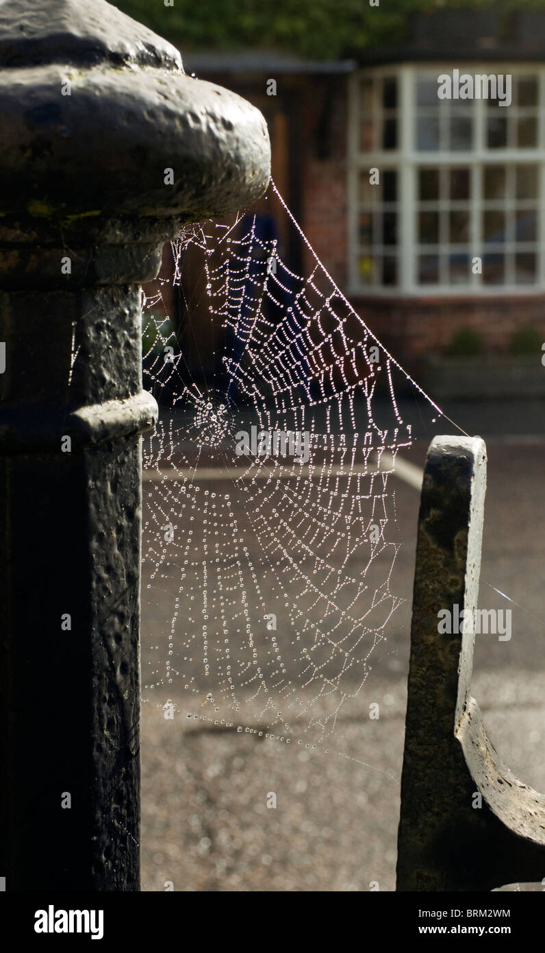 eine einzelne Spinnen web mit frühen Morgen Herbst Tau als Insektenfalle im Eisengitter Stockfoto