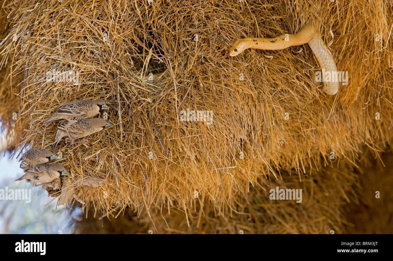 Cape Cobra Futter für Weber Eiern und Küken in einem Nest gesellig weaver Stockfoto