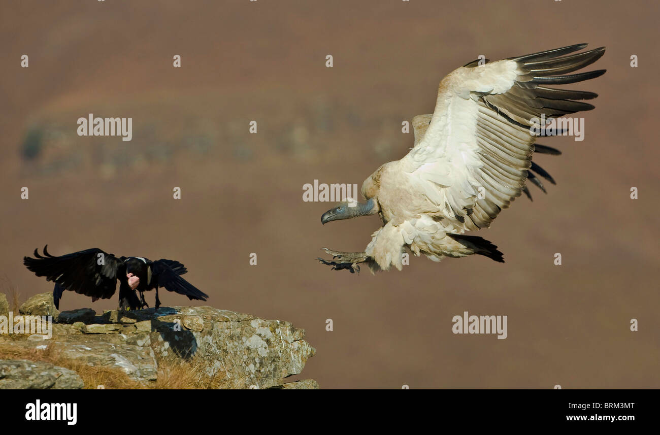 Kap Geier Landung auf einem Geier-Restaurant als ein pied Crow schlägt einen eiligen Rückzug mit einem Knochenstück Stockfoto