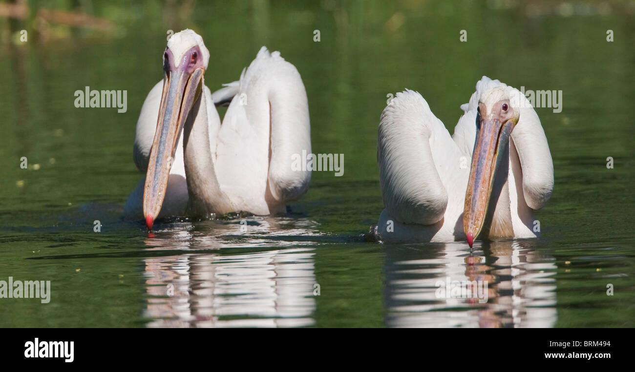 Rosapelikan Fütterung Stockfoto