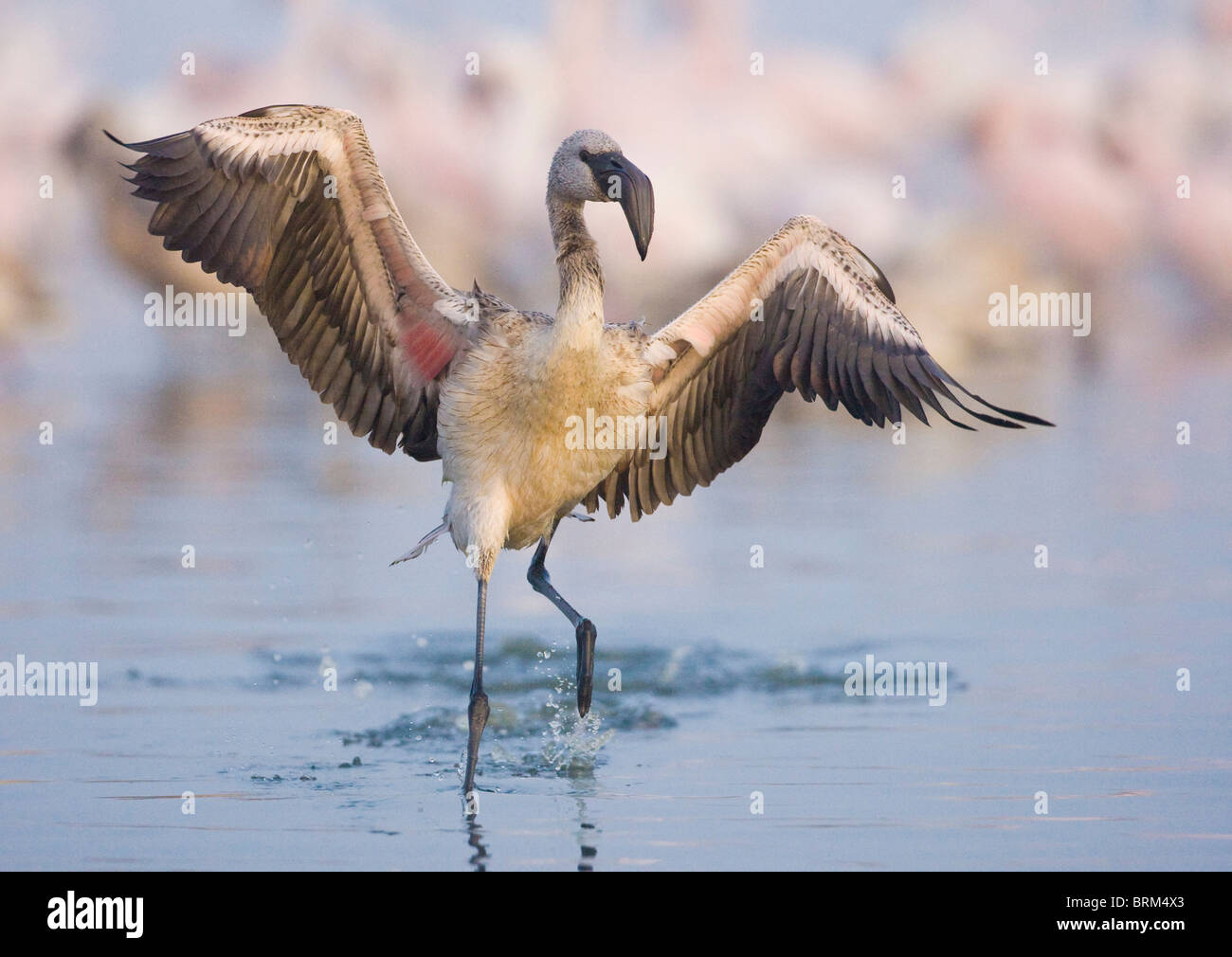 Lesser Flamingo bereitet die Flucht zu ergreifen Stockfoto