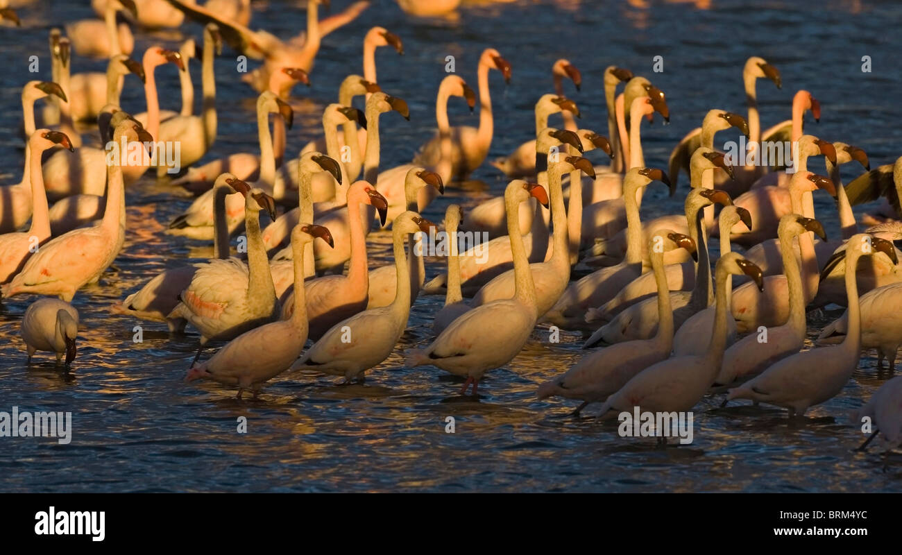 Lesser Flamingo Herde im Wasser Stockfoto