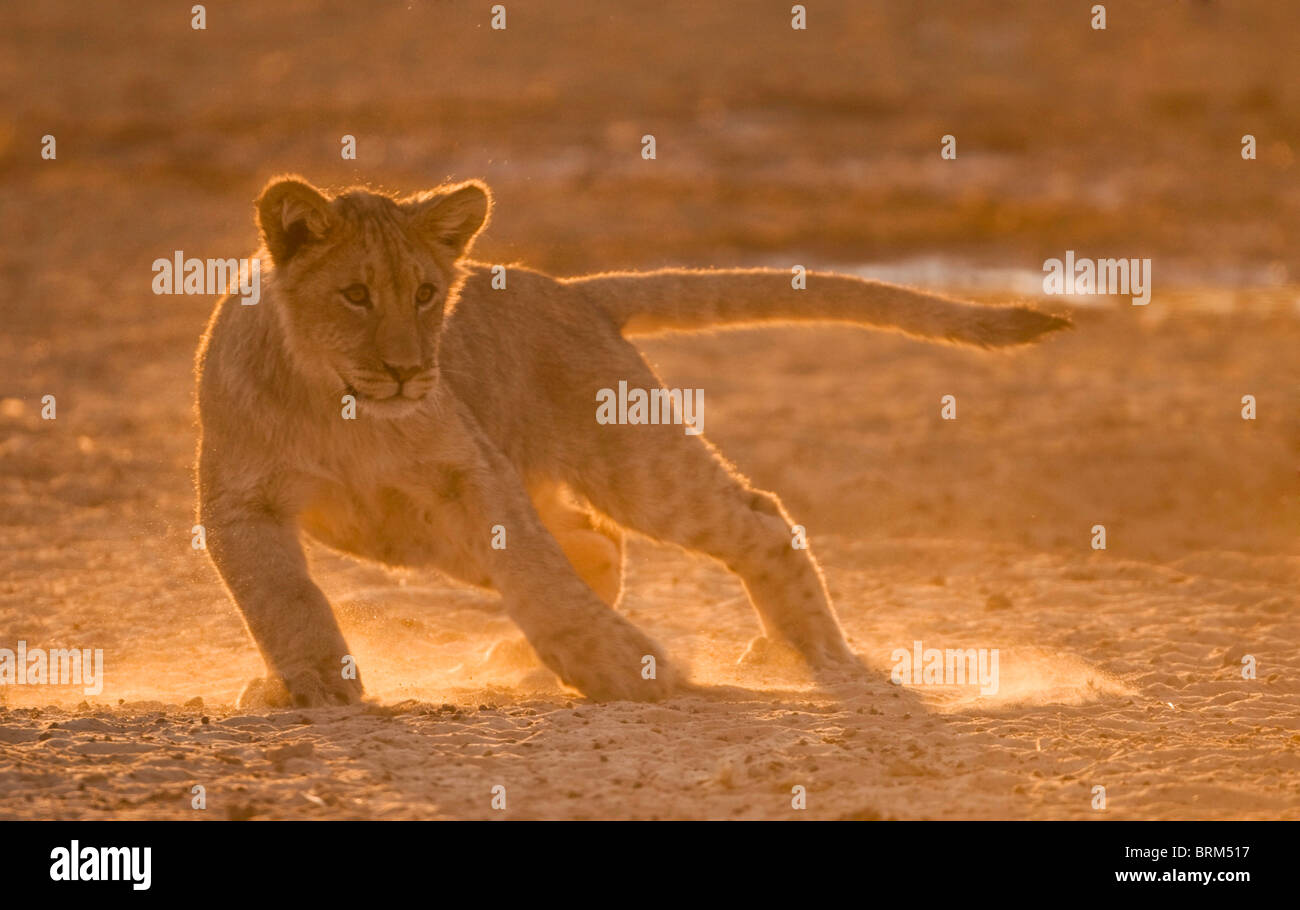 Löwenjunges in staubigen Nachmittag Licht spielen Stockfoto