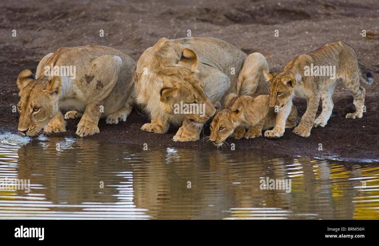 Zwei Löwinnen und zwei jungen trinken an einer Wasserstelle Stockfoto