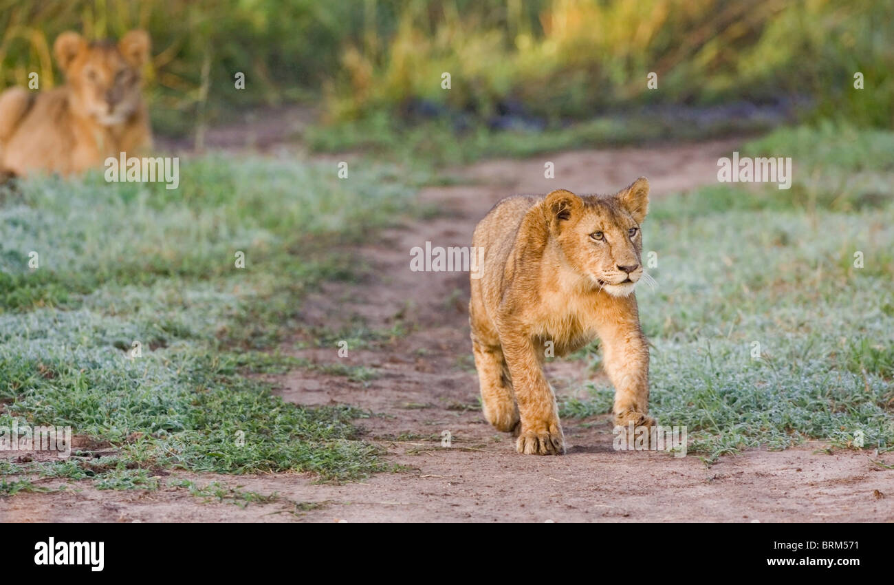 Löwenjunges zu Fuß entlang einer Busch Spur Stockfoto