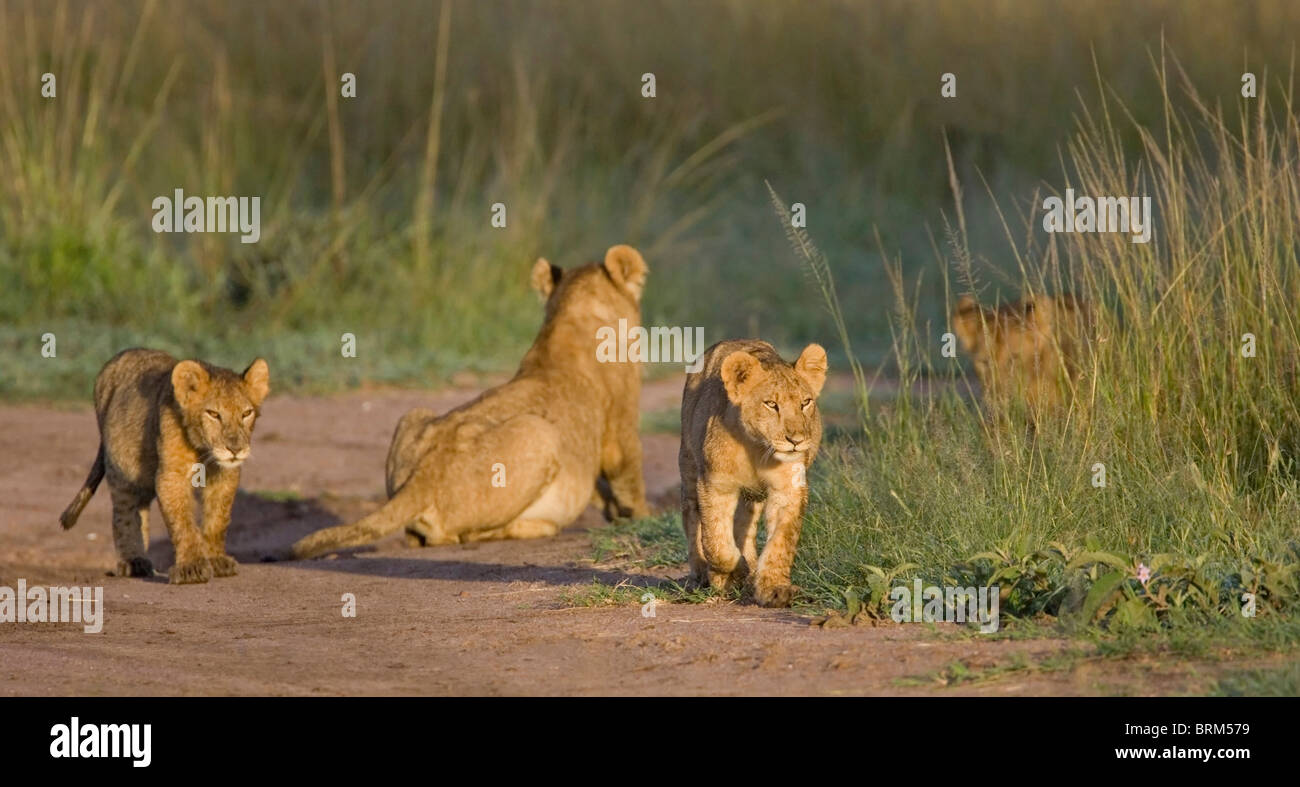 Löwin mit drei jungen ruht in einem Busch Spur Stockfoto