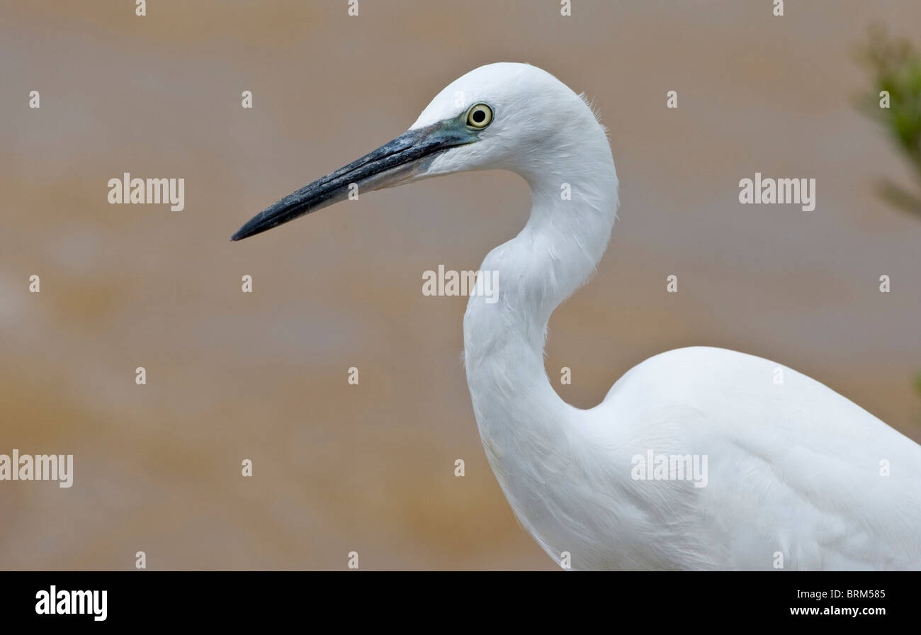 Silberreiher Bildnis Stockfoto