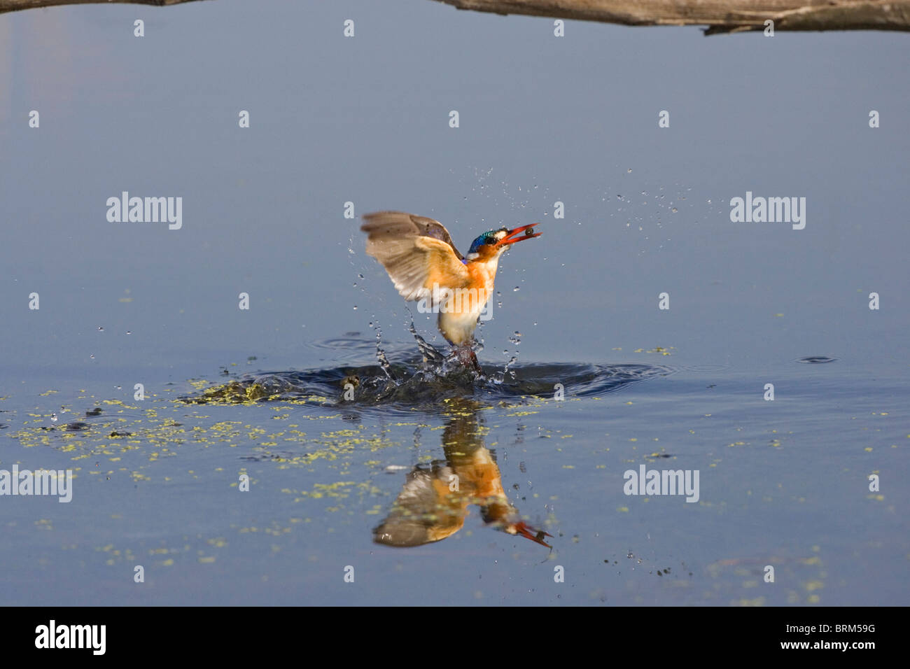 Malachit-Eisvogel Stockfoto