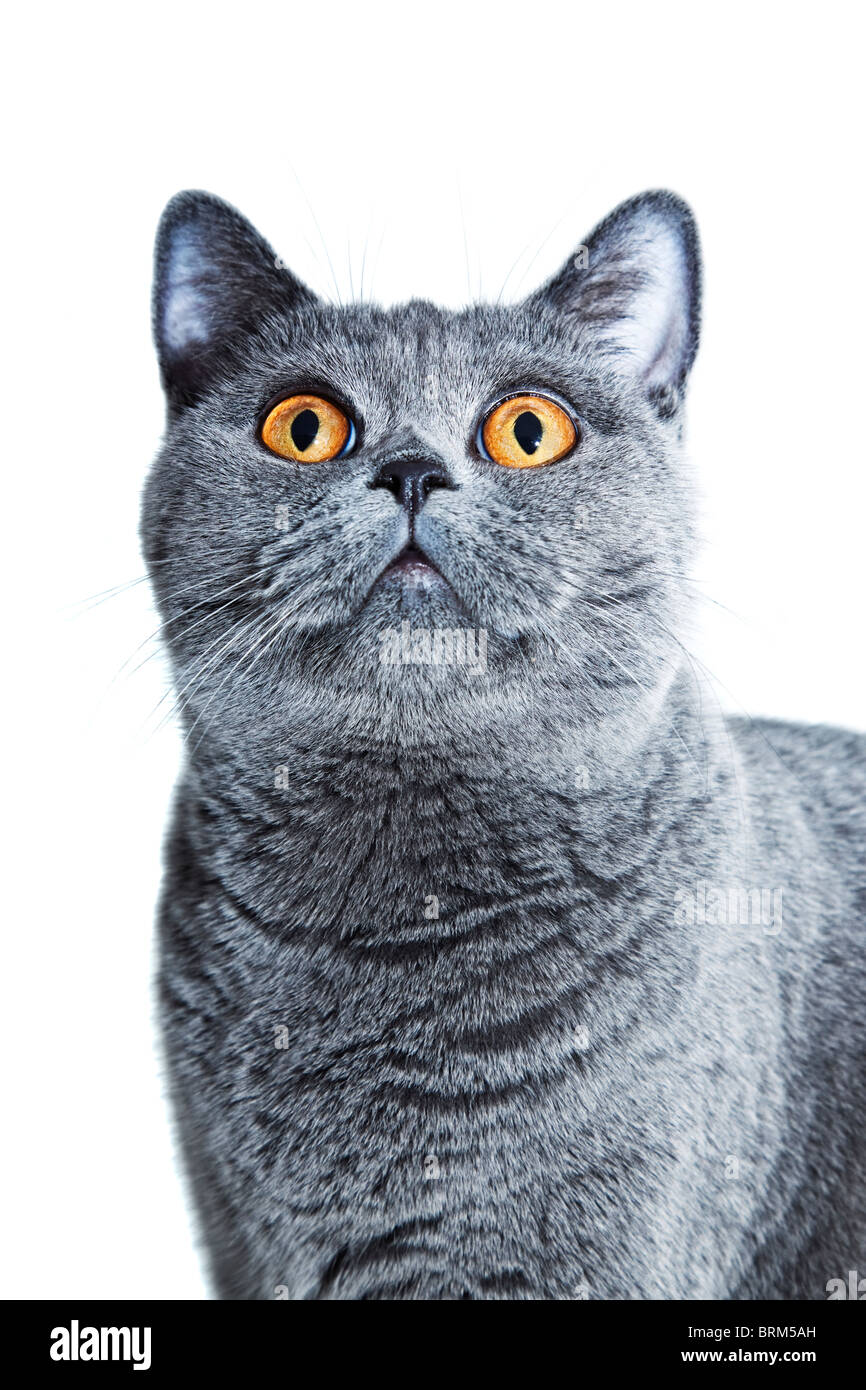 wunderschöne britische Katze mit gelben Augen, die isoliert auf weißem Hintergrund Stockfoto