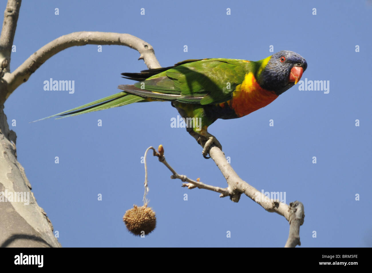 Allfarblori in Eukalyptus am Ufer des Lake Monger Stockfoto