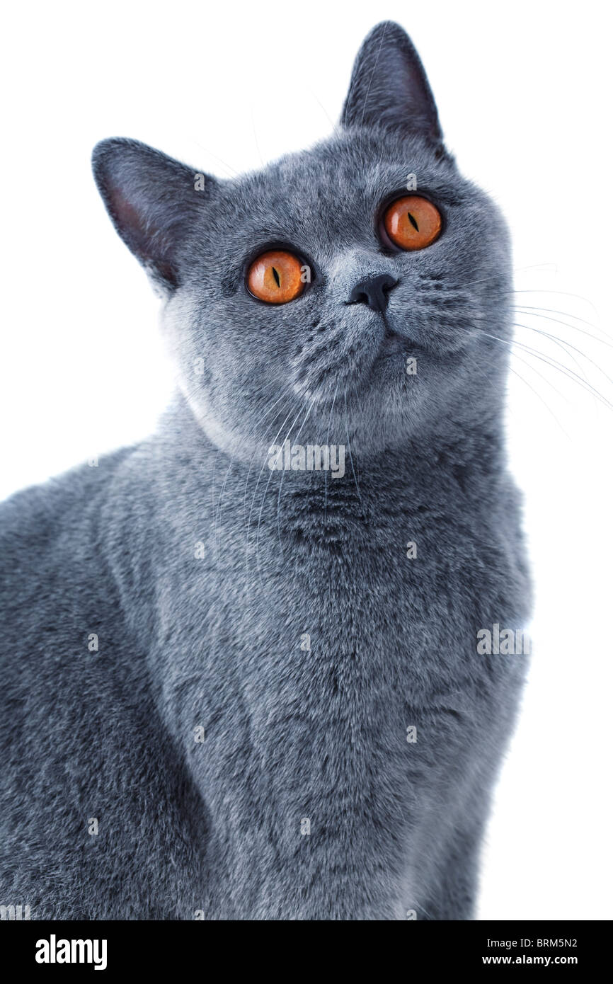 Junge schöne graue britische Katze sitzt auf einem weißen Hintergrund Stockfoto