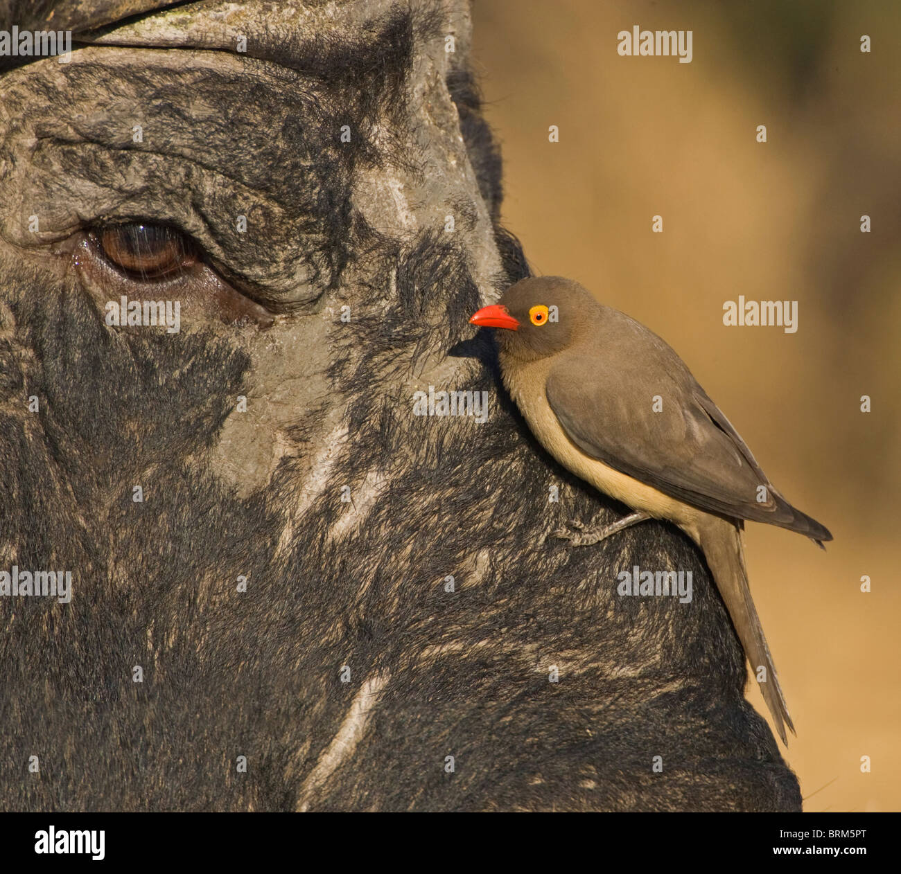 Rot-billed oxpecker Stockfoto