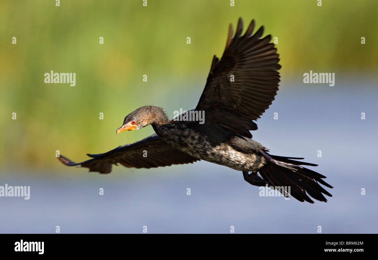 Reed Kormoran im Flug Stockfoto