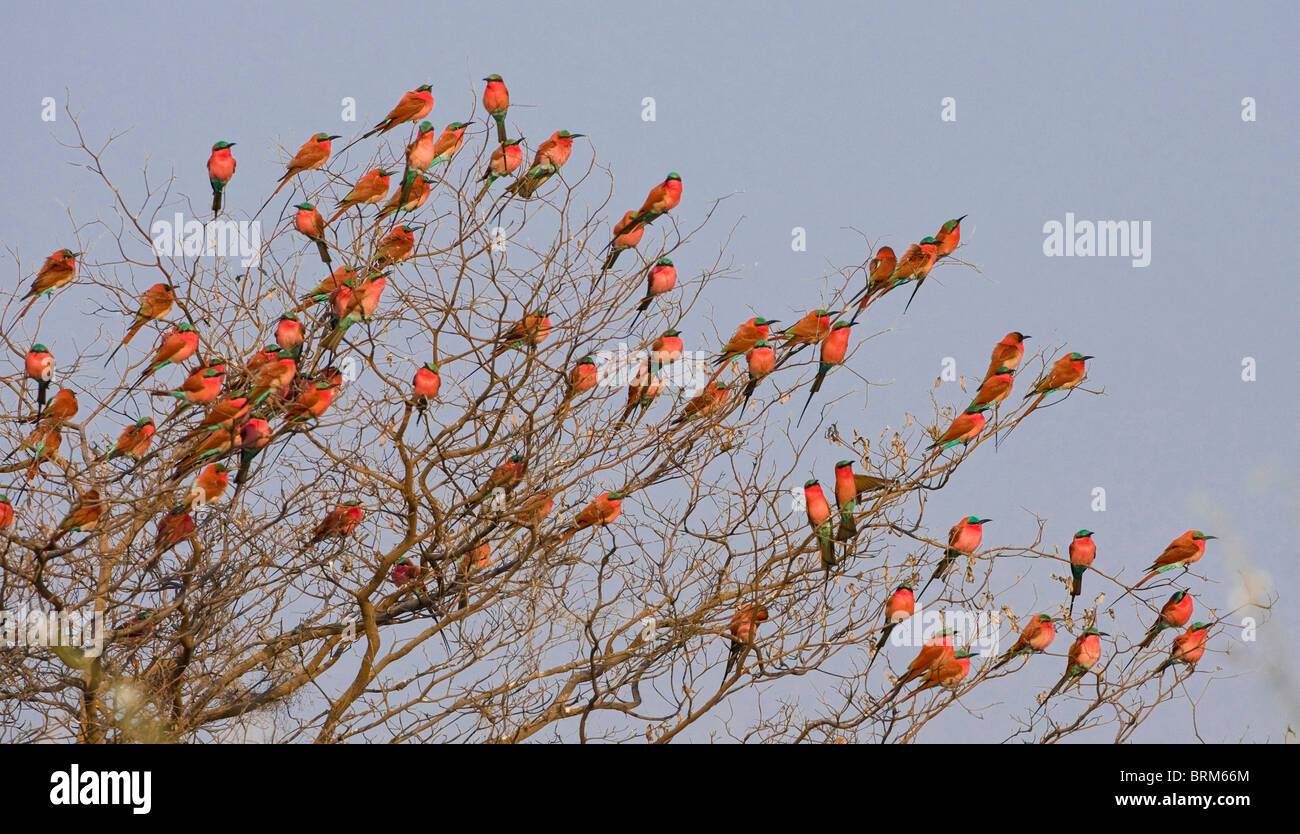 Große Herde von südlichen Carmine Bienenfresser thront in einem Baum Stockfoto