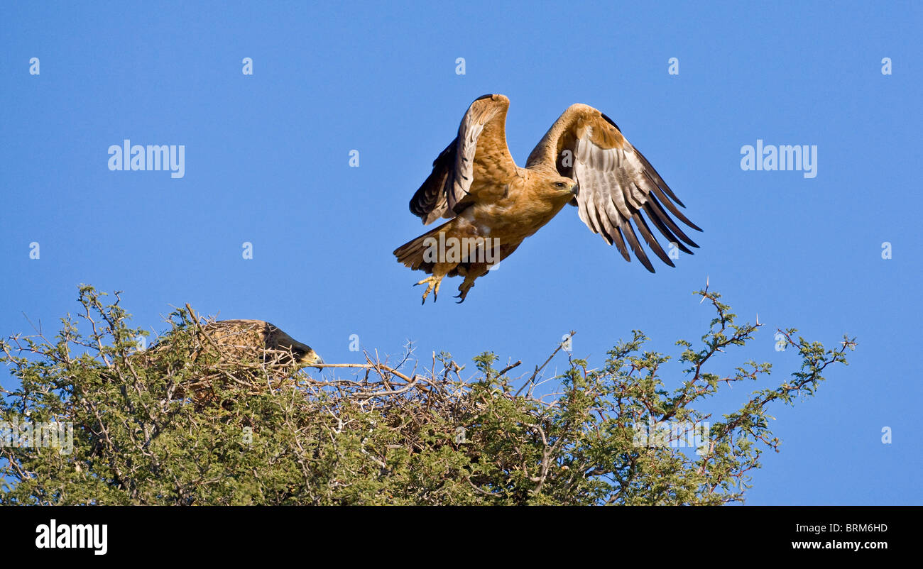 Tawny Adler nehmen Flug Stockfoto