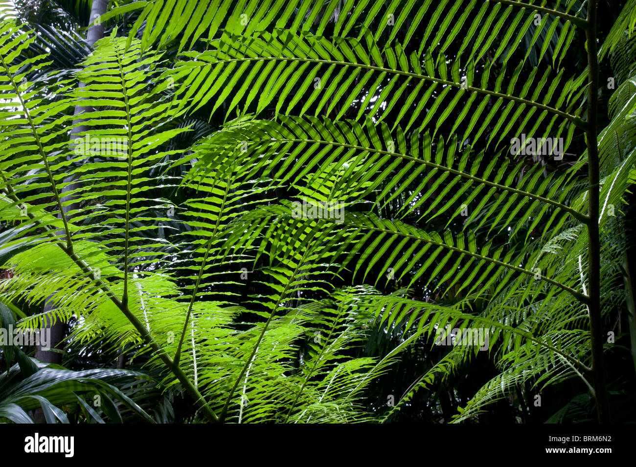 Costa Rica. Regen-Wald. Stockfoto