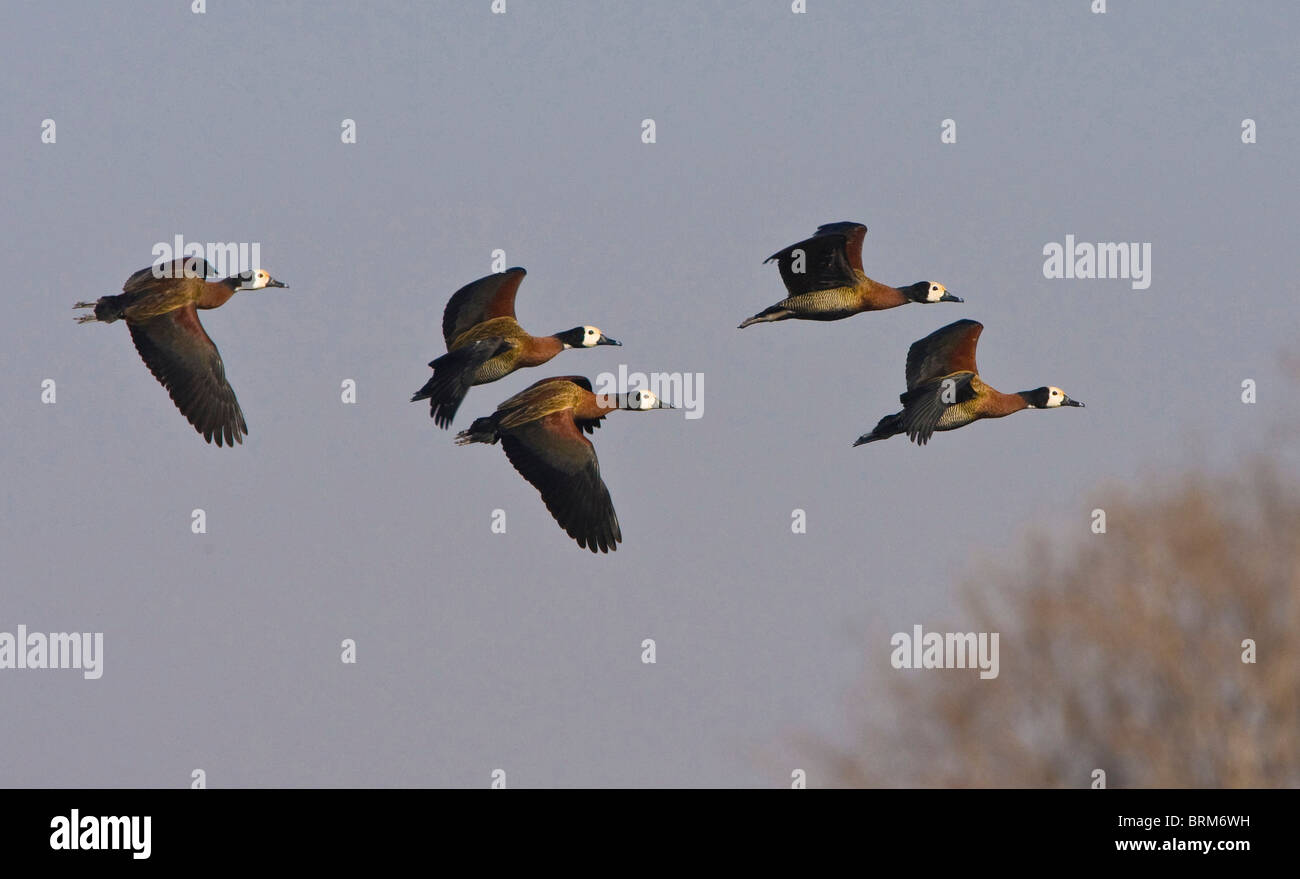 White-faced Ente im Flug Stockfoto
