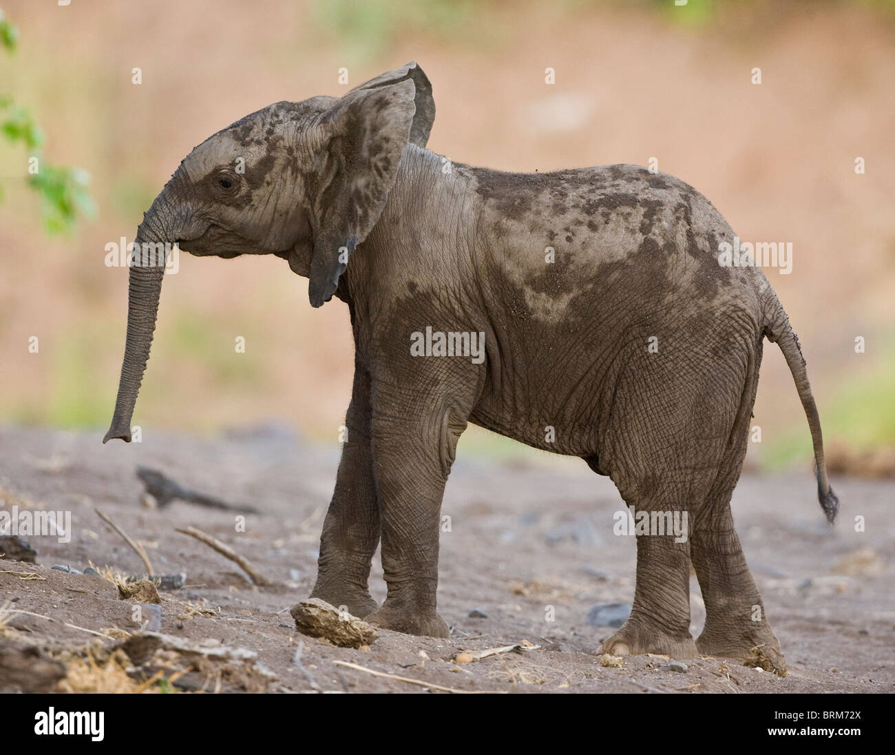 Afrikanischer Elefant stehend von selbst Stockfoto