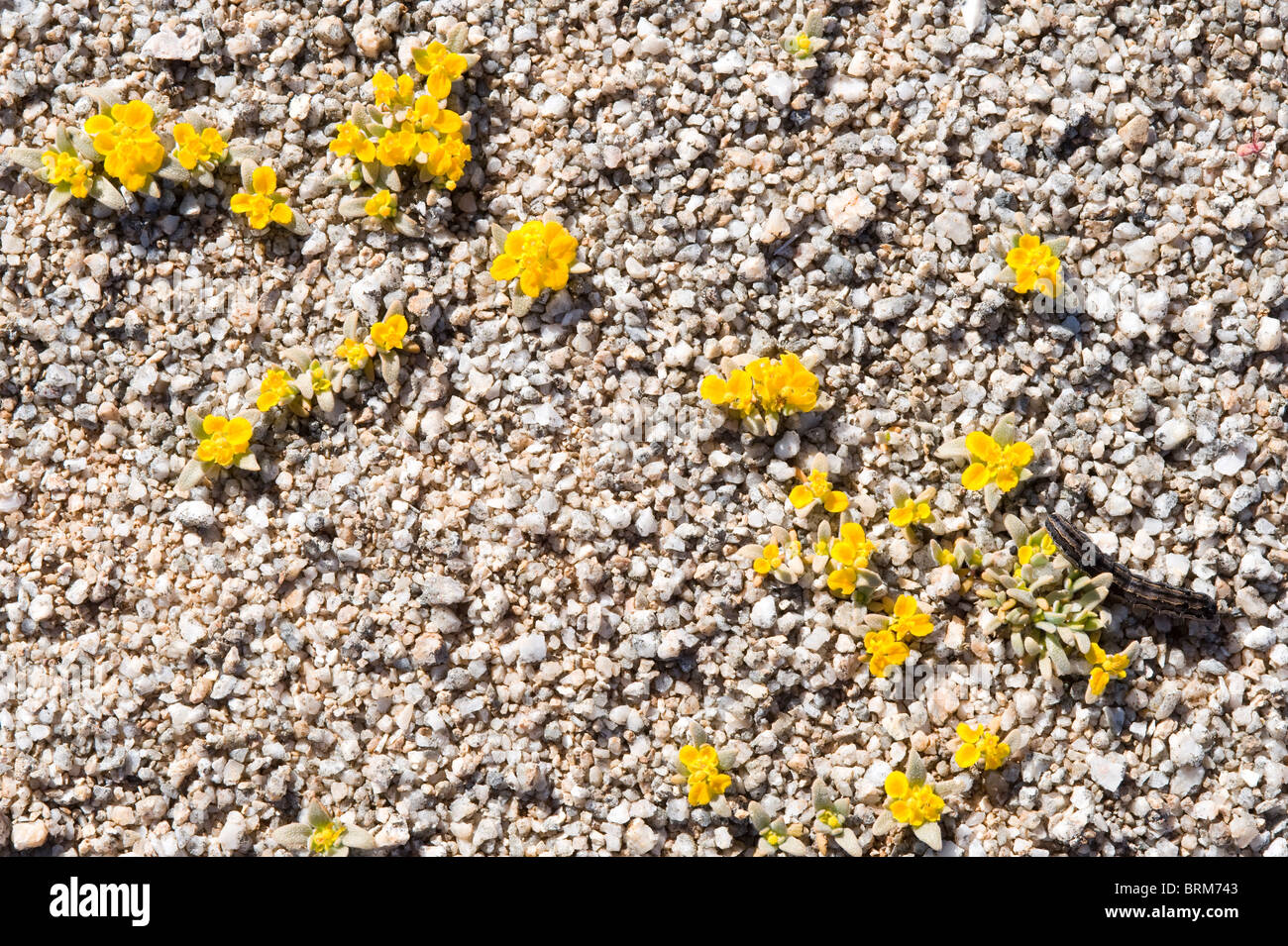 Cruckshanksia SP. Blumen Parque National Pan de Azucar Atacama (III) Chile Südamerika Stockfoto