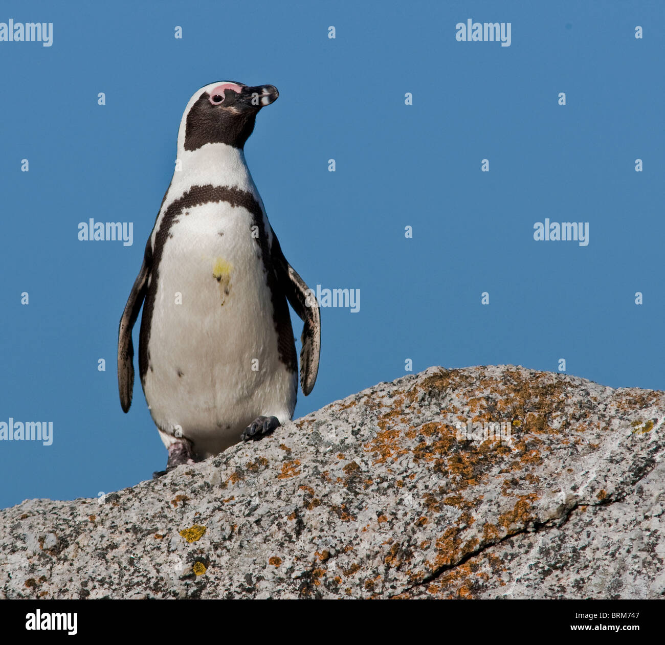 Afrikanische Pinguin stehend auf einem Felsen Stockfoto