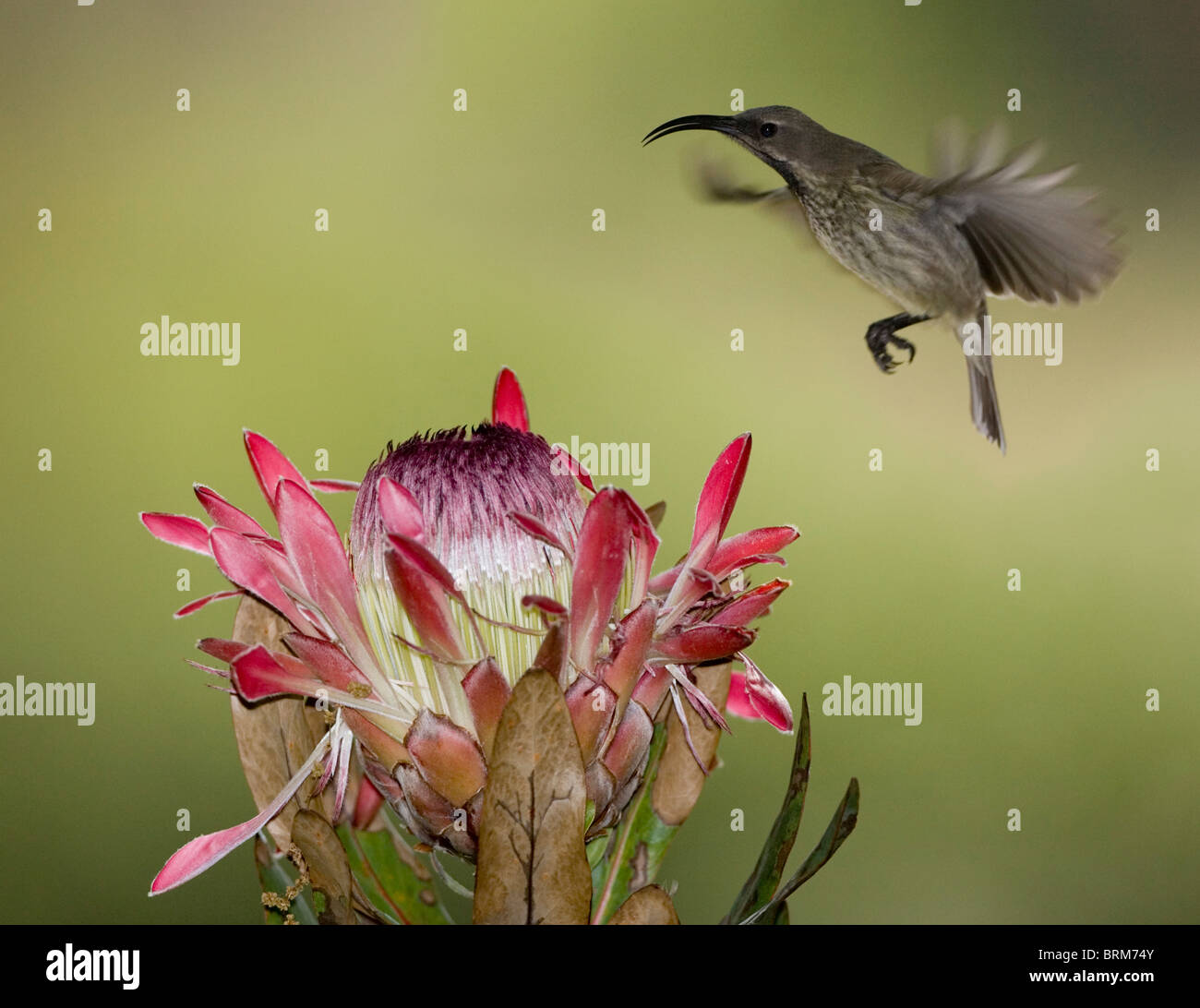 Weibliche Amethyst Sunbird im Flug Stockfoto